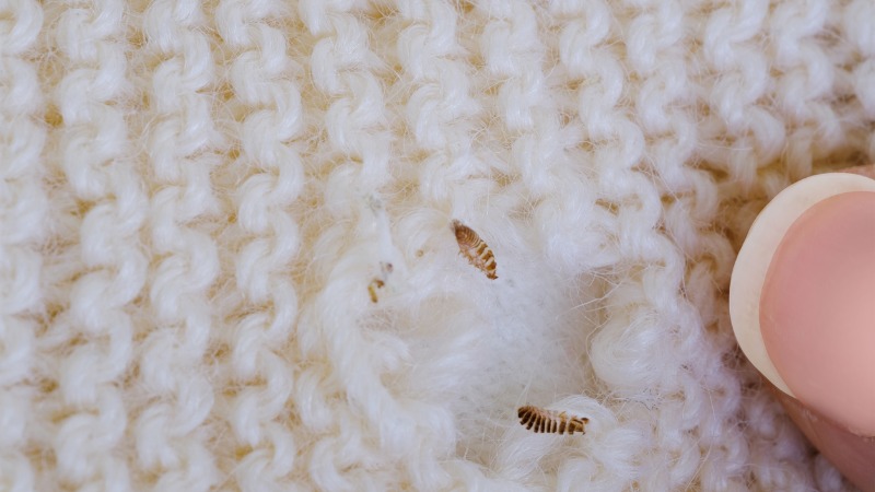 motten larven wol trui